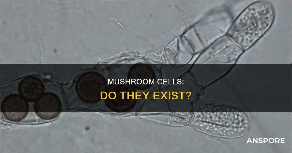 do mushrooms have cells