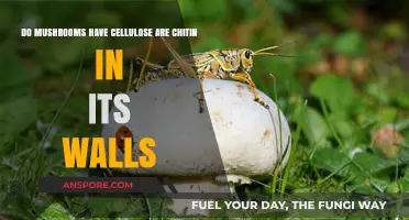 Mushroom Cell Walls: Cellulose or Chitin? Unveiling the Truth