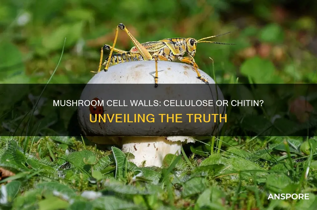 do mushrooms have cellulose are chitin in its walls