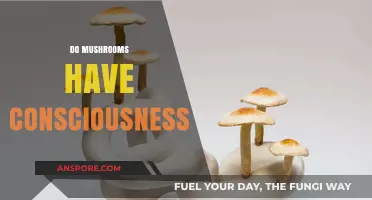 The Consciousness Conundrum: Do Mushrooms Think?