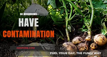 Mushrooms and Contamination: What You Need to Know