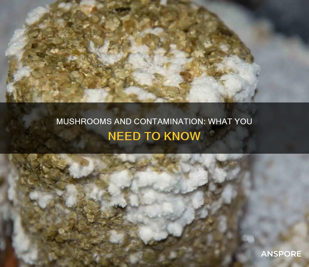 do mushrooms have contamination