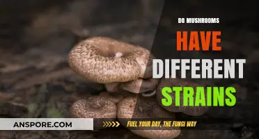 Mushroom Strains: Exploring the Diversity of Fungi