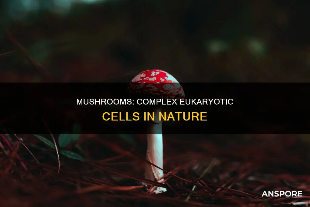 do mushrooms have eukaryotic cells