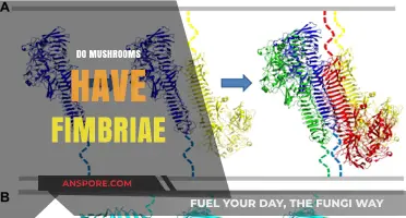 Mushroom Mysteries: Fimbriae Facts and Fiction