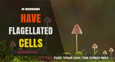 Mushrooms: Flagellated Cells or Not?
