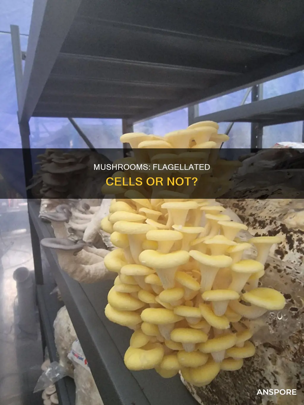 do mushrooms have flagellated cells