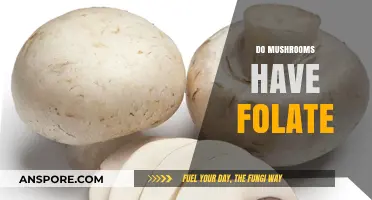 Mushrooms: A Rich Source of Folate?