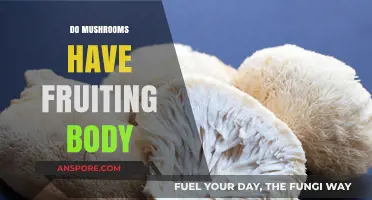Mushrooms: The Fruiting Bodies of Fungi