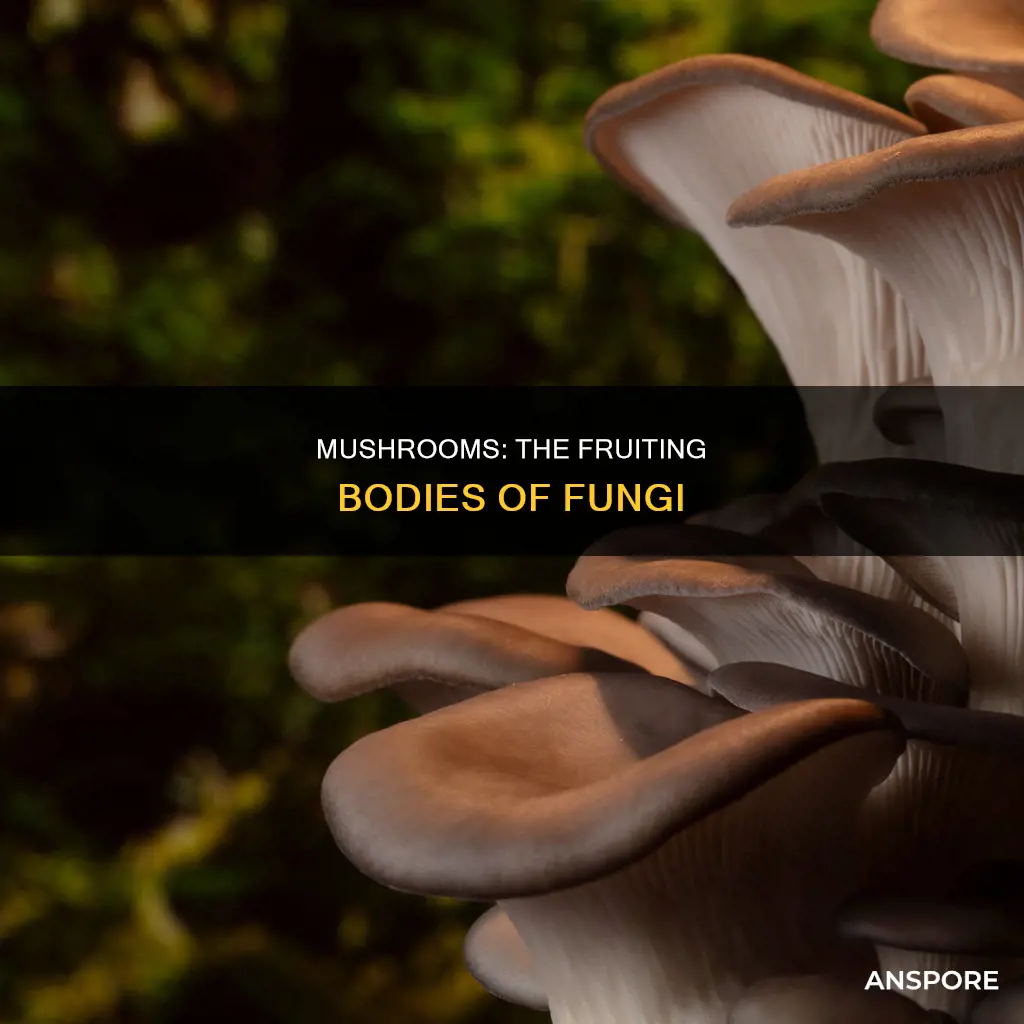 do mushrooms have fruiting body