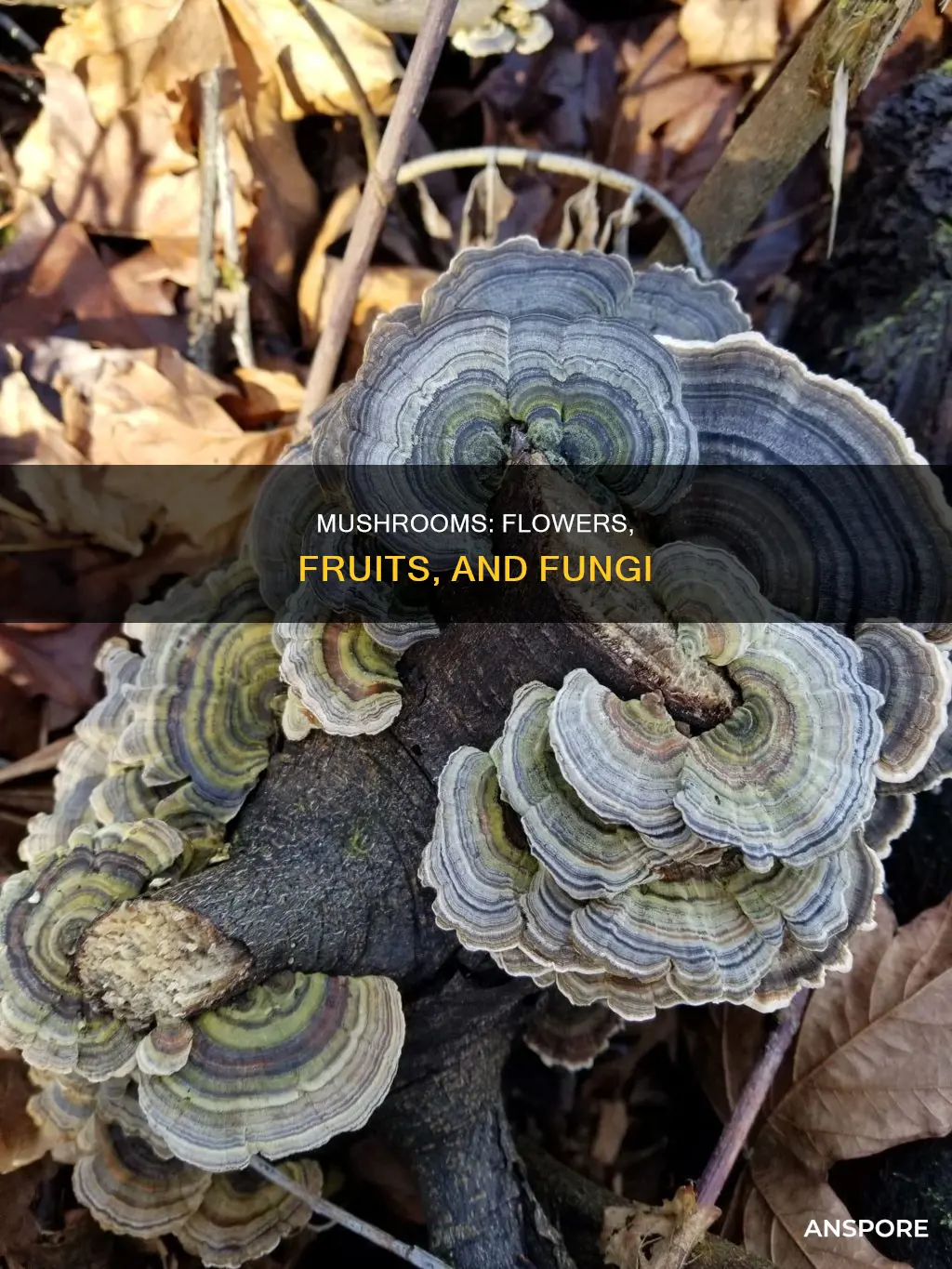 do mushrooms have fruits flowers
