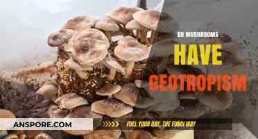 Mushrooms: Geotropism and How It Affects Growth