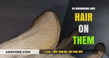 Do Mushrooms Have Hair? Unraveling the Fuzzy Truth About Fungi