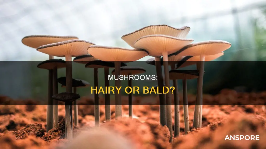 do mushrooms have hair