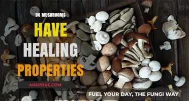 Mushrooms: Nature's Medicine Cabinet