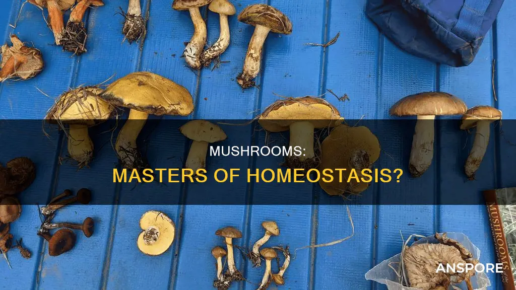 do mushrooms have homeostasis