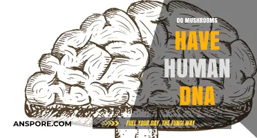 Mushrooms: Human DNA Mystery Unveiled