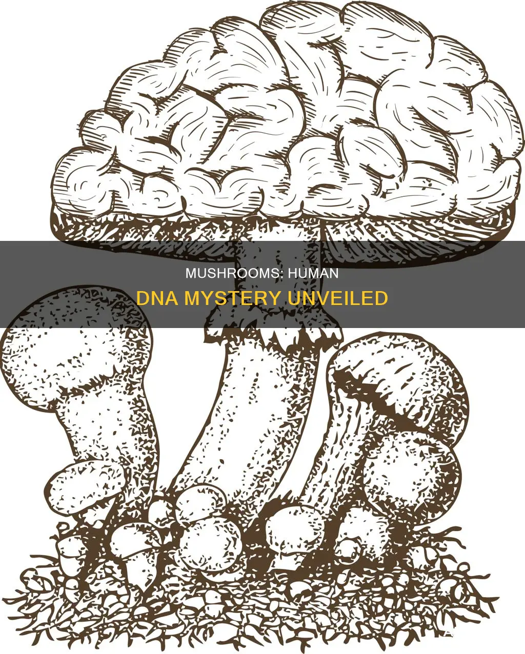 do mushrooms have human dna