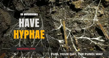 Mushrooms' Underground Network: The Power of Hyphae