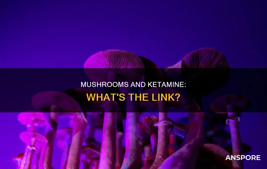 do mushrooms have ketamine