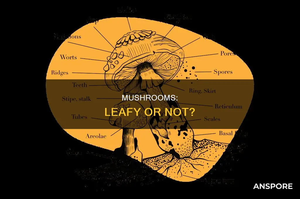 do mushrooms have leaves