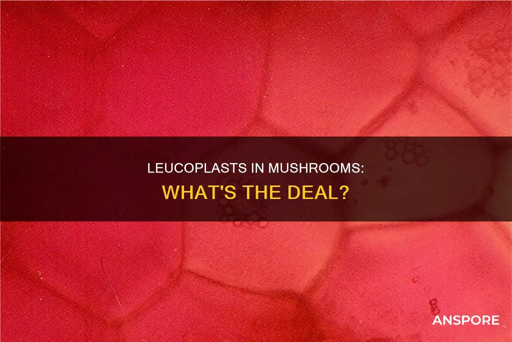 do mushrooms have leucoplast