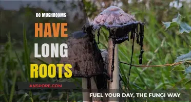 Exploring Mushroom Anatomy: Do Mushrooms Have Long Roots?