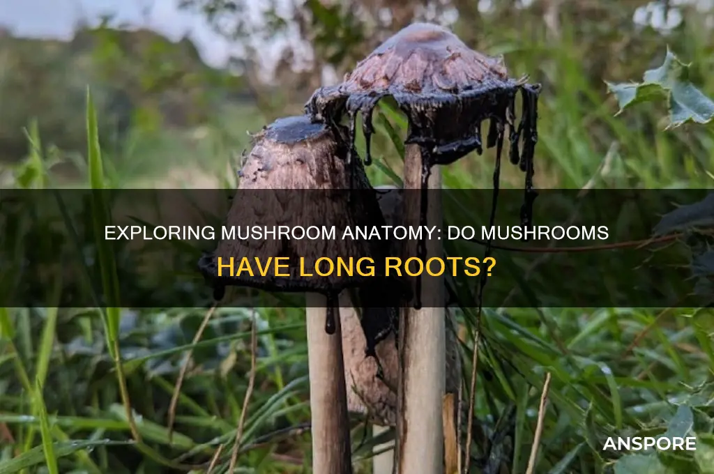 do mushrooms have long roots