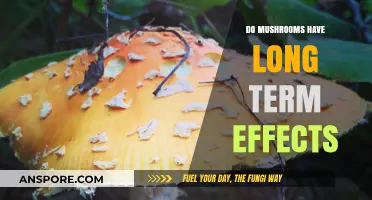 Exploring the Long-Term Effects of Mushroom Consumption: What You Need to Know