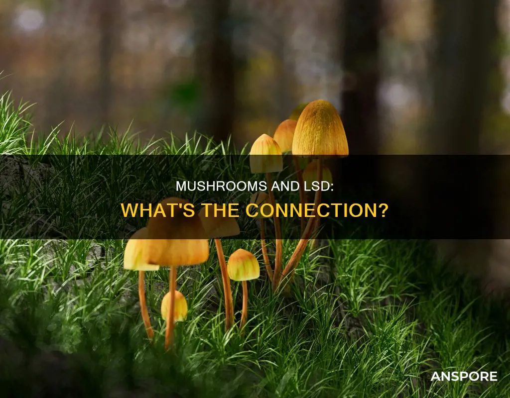 do mushrooms have lsd