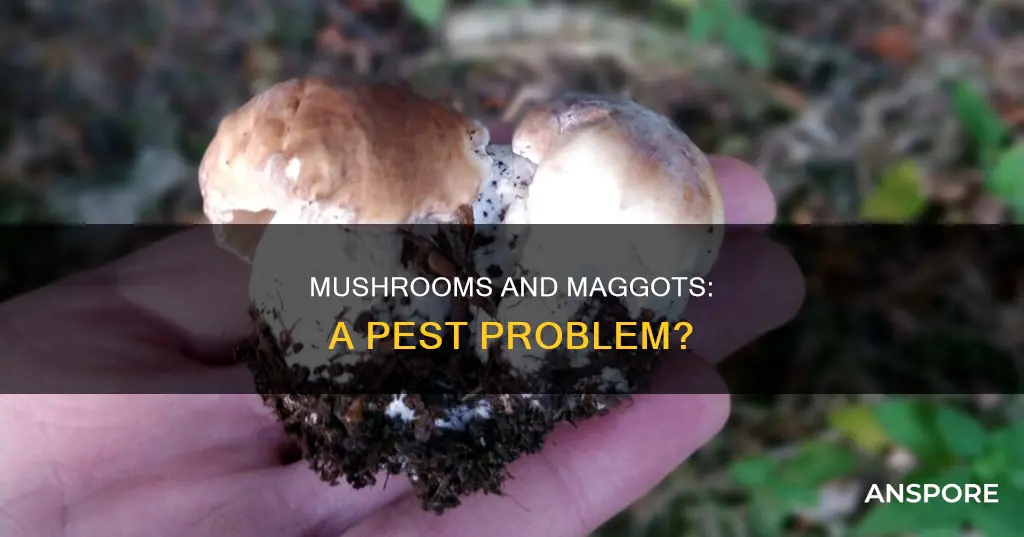 do mushrooms have maggots