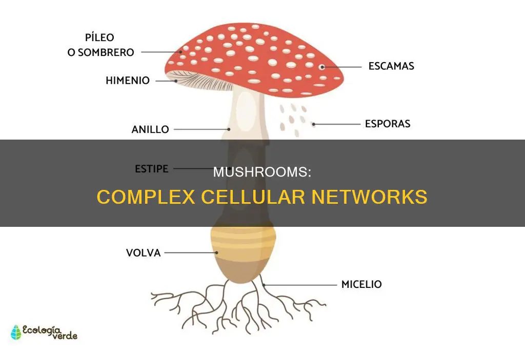 do mushrooms have many cells
