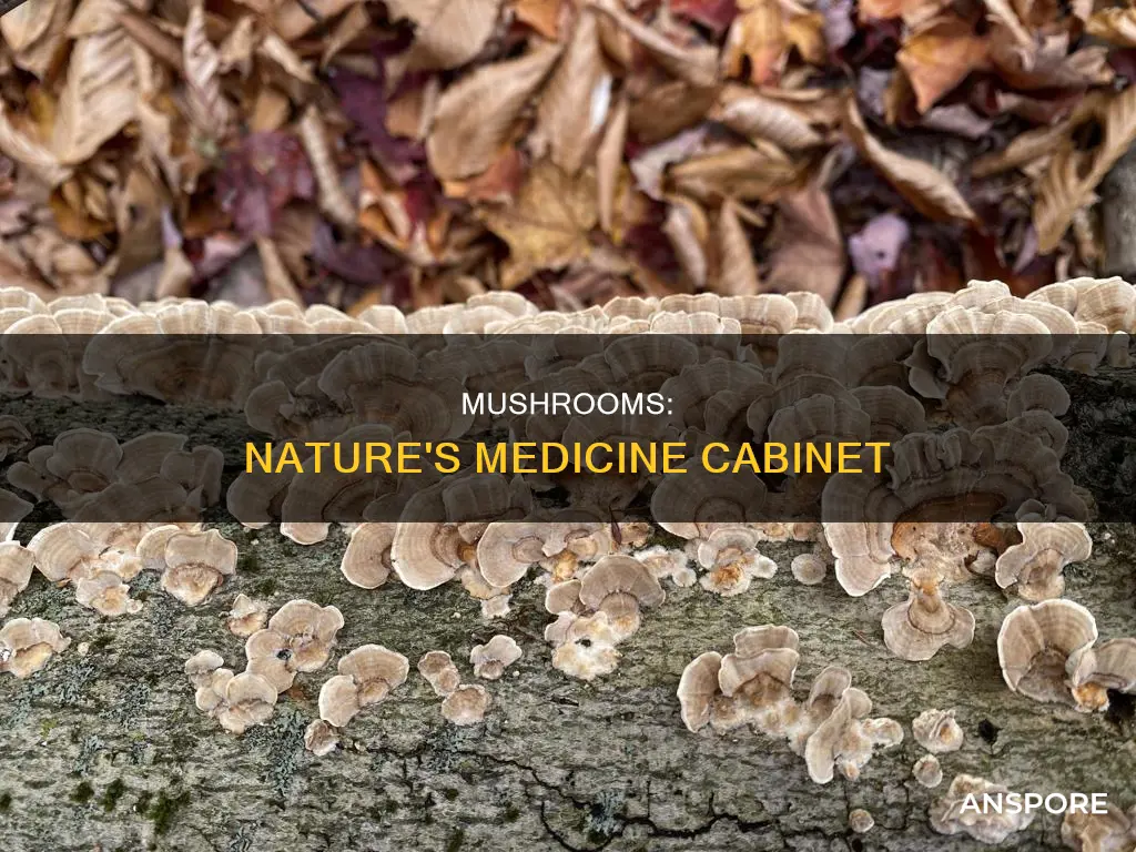 do mushrooms have medicinal properties