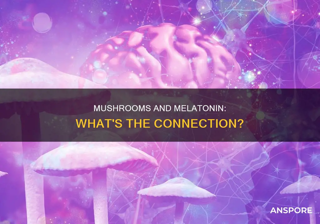 do mushrooms have melatonin