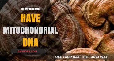 Mushrooms and Mitochondrial DNA: An Unlikely Pair