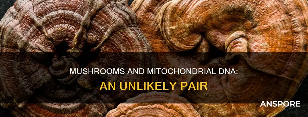 do mushrooms have mitochondrial dna