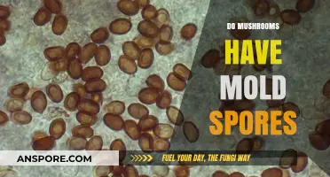 Do Mushrooms Carry Mold Spores? Unveiling the Fungal Connection