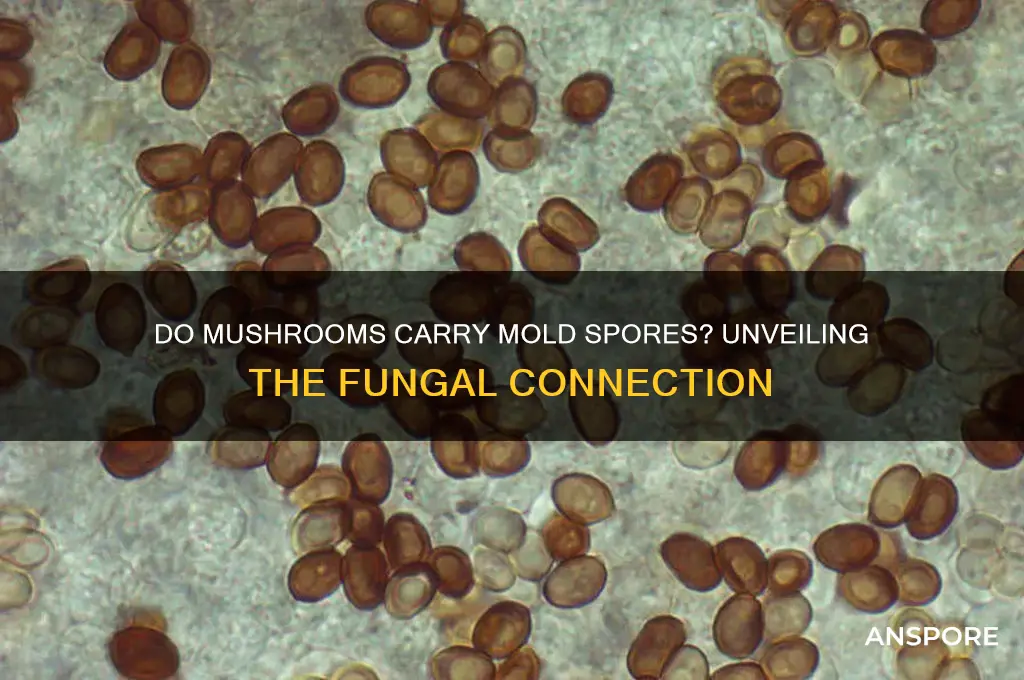 do mushrooms have mold spores