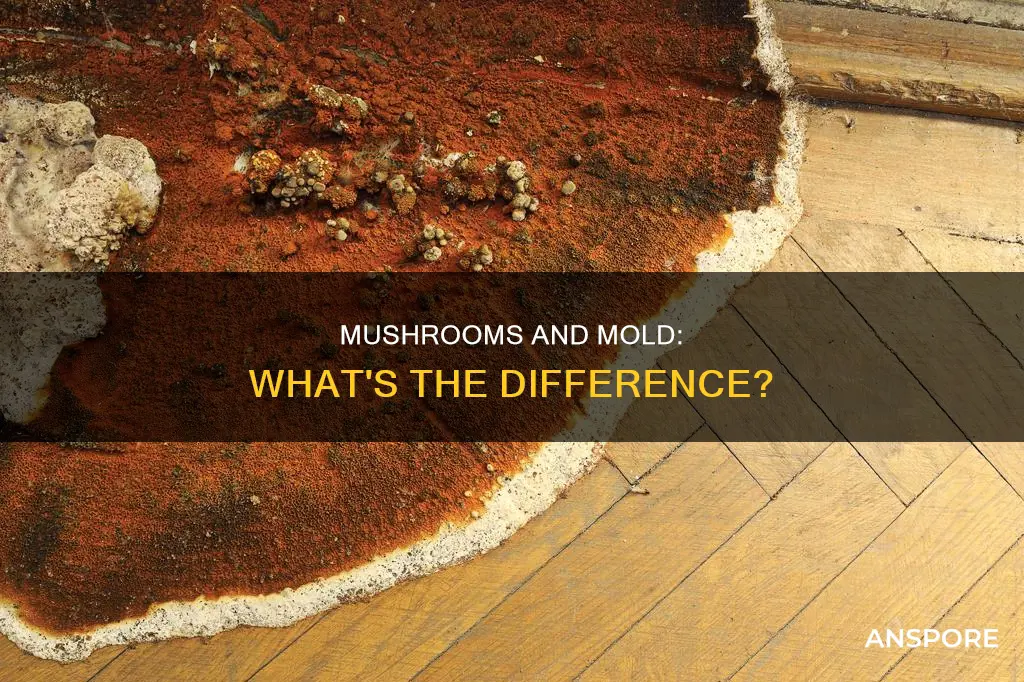 do mushrooms have mold