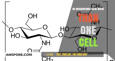 Exploring Mushroom Complexity: Are They Unicellular or Multicellular Organisms?