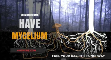 Mushrooms and Mycelium: A Complex Relationship