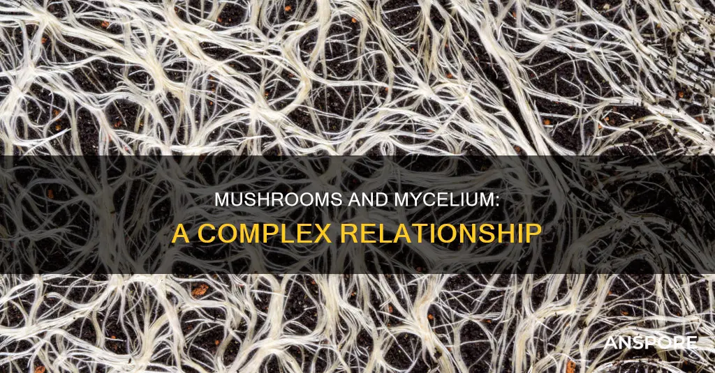 do mushrooms have mycelium