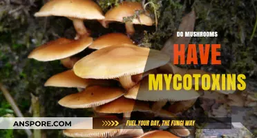 Mushrooms and Mycotoxins: What's the Connection?