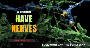 Mushrooms: Nerve-Like Structures and Their Functions