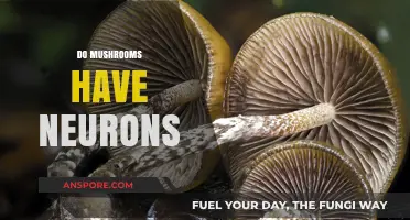 Mushrooms: Complex Networks of Neurons?