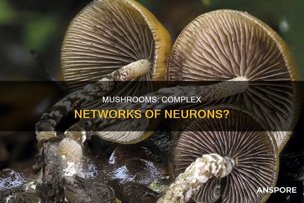 do mushrooms have neurons