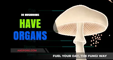 Mushrooms: Complex Organisms with Intricate Internal Structures