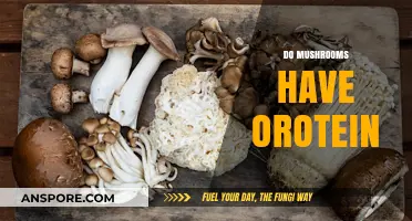 Mushrooms: A Surprising Source of Protein