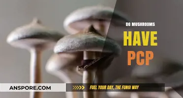 PCP in Mushrooms: Myth or Reality?