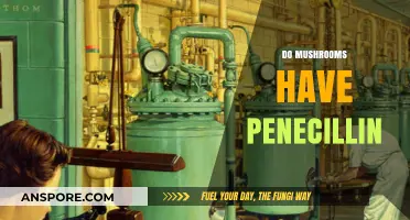 Mushrooms: Nature's Penicillin Source?